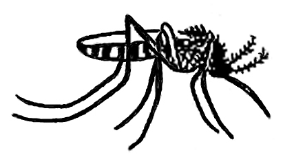 Mosquito